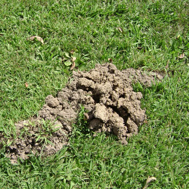 Tomcat&reg; Mole Killer image number null